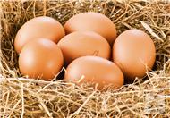 火鸡蛋的营养价值有哪些