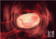 胎盘是胎儿获取营养的主要途径，作用大着呢！