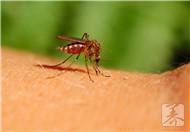 蚊子喜欢咬什么人？什么血型最招蚊子？