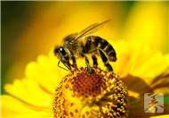 被蜜蜂蛰了有什么症状?如何应对好