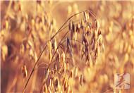 燕麦比大米热量高，为什么减肥还吃燕麦米？