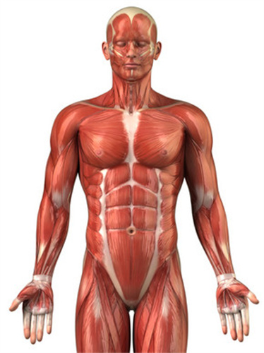 腿上有肌肉块怎么减掉_女生肌肉腿能减下去吗