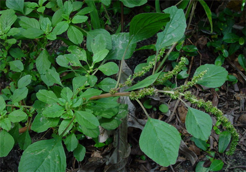 怀孕可以吃野苋菜吗?怀孕吃什么比较好