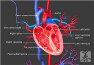 先天性心脏瓣膜病的相关介绍