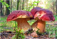 多吃蘑菇可以预防肝癌