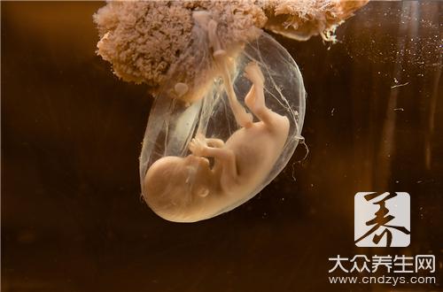 卵黄囊和胎芽的关系及发育