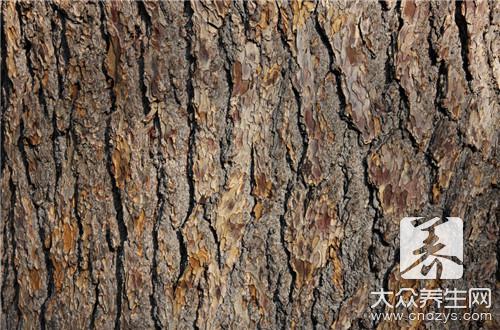 榆树皮的功效和作用是什么