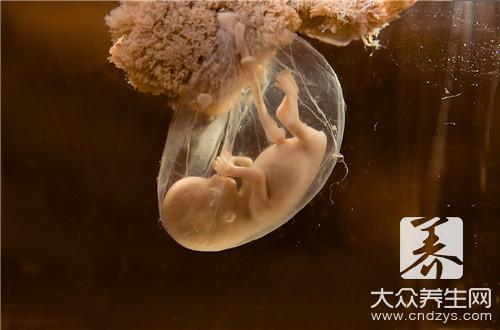 胚胎好坏取决于精子还是卵子