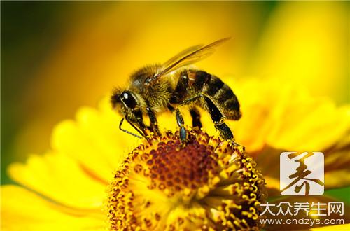 防止被蜜蜂蛰咬的方法