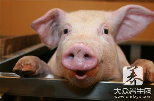 猪脾脏的功效是什么？