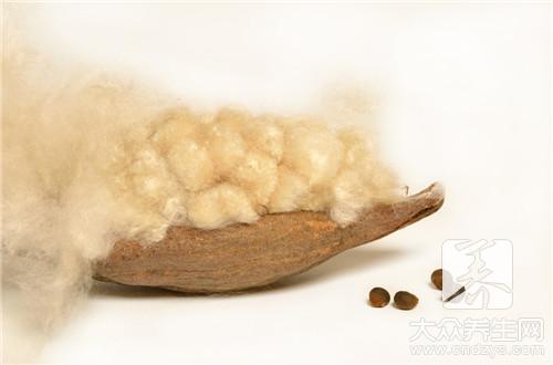 木棉花的作用，有哪些是您不知道的呢？