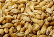 麦芽的功效作用及食用方法