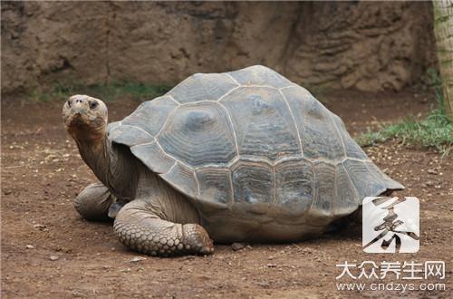 甲鱼蛋能吃吗？ 