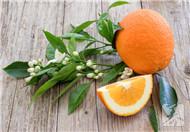 香橙炖蛋暖胃润燥