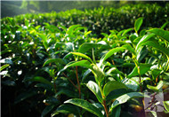 长期喝绿茶饮料有害吗