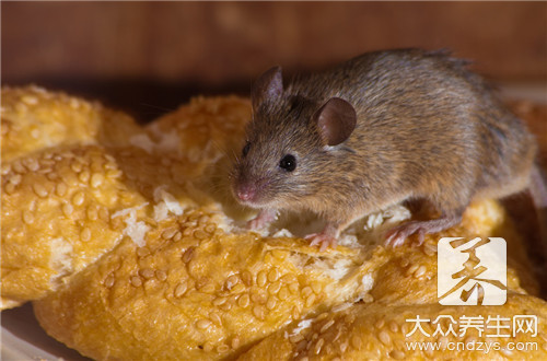 老鼠灭门案 老鼠对于人体健康的危害