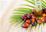 红花籽油的功效与食用方法