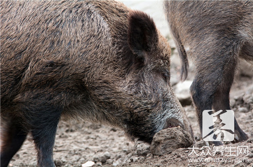 猪身上的毒全藏在这处，致癌率超高，你还敢吃？