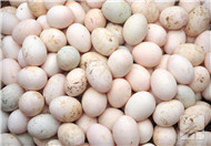 海鴨蛋的營養價值
