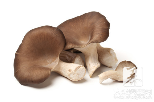 蘑菇长了一层白毛还能吃吗