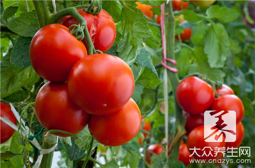 番茄含有什么营养成分