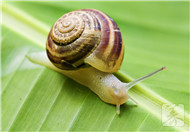 野生蜗牛能吃吗？
