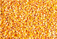  玉米糁多少钱一斤