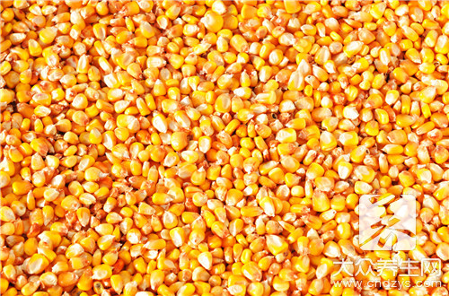 玉米糁和什么一起煮粥