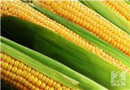 冬天的玉米是反季节吗