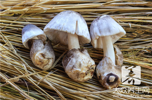 怎样辨别蘑菇是否有毒