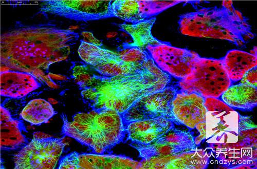  滋养细胞肿瘤是什么