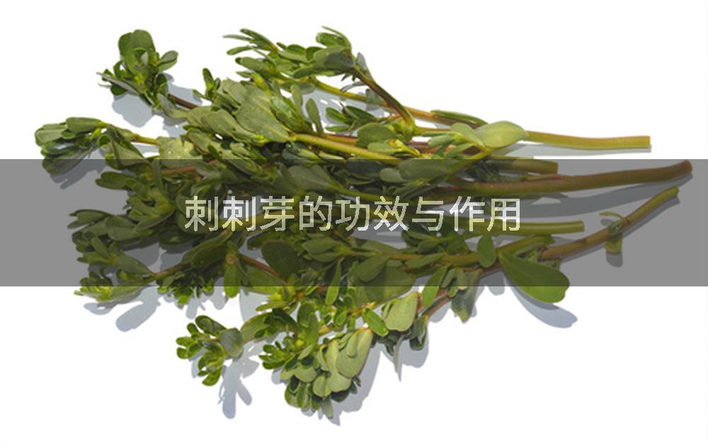 刺刺芽的功效与作用
