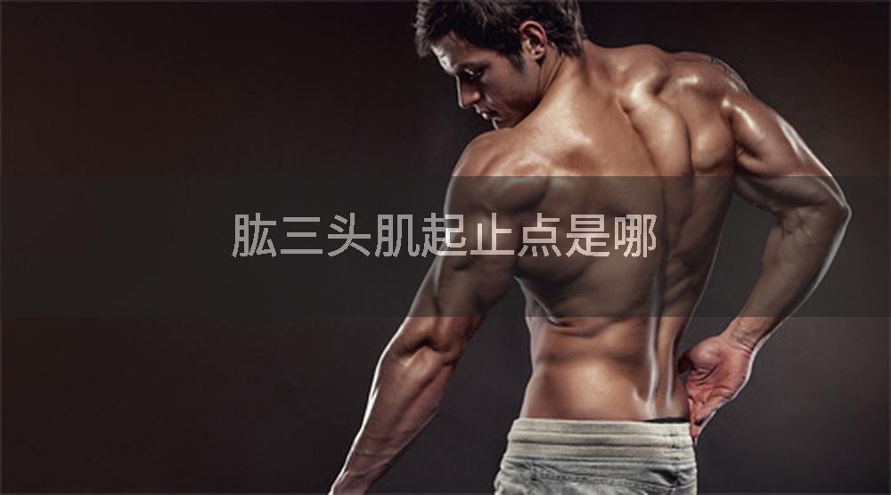 肱三头肌起止点是哪