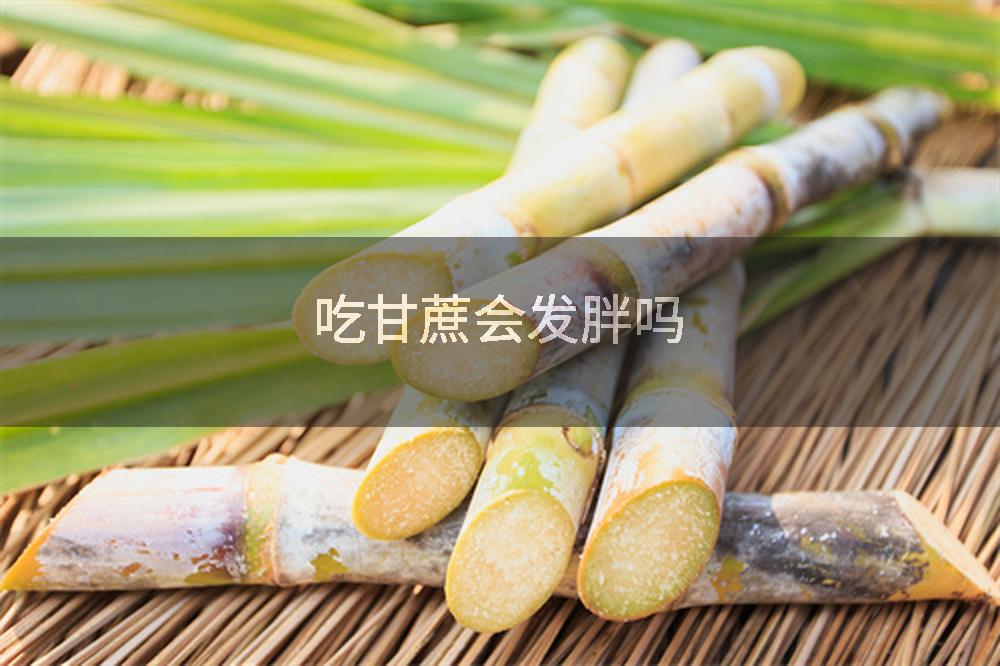 吃甘蔗会发胖吗