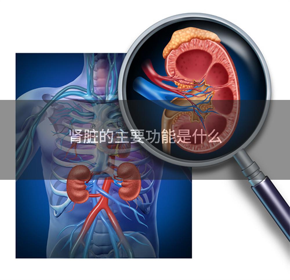 肾脏的主要功能是什么