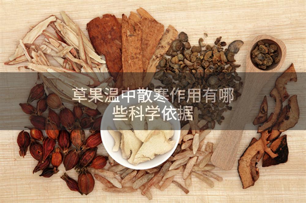草果温中散寒作用有哪些科学依据