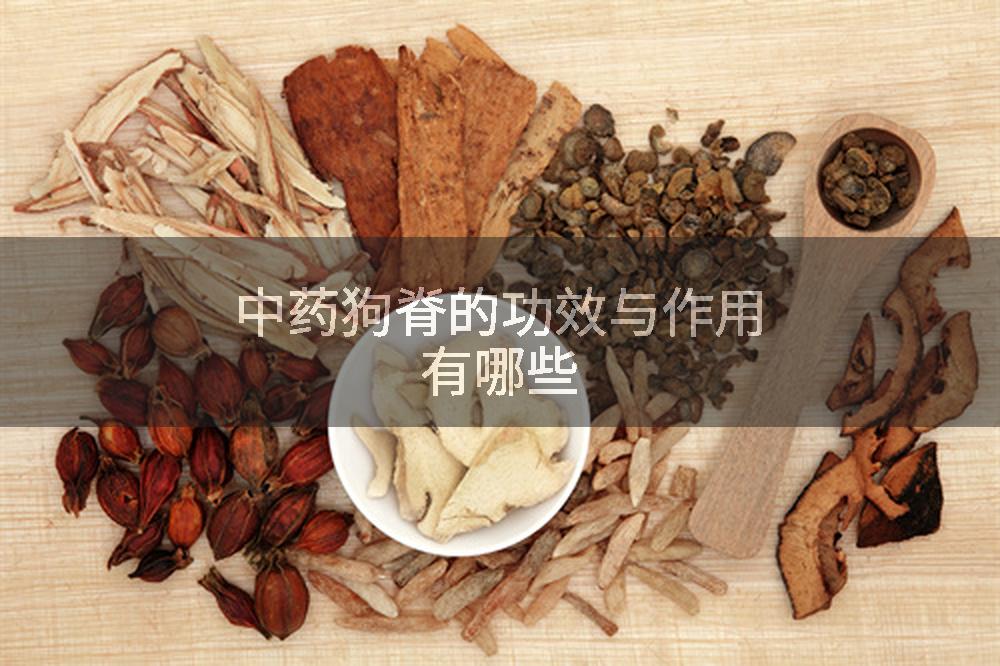 中药狗脊的功效与作用有哪些