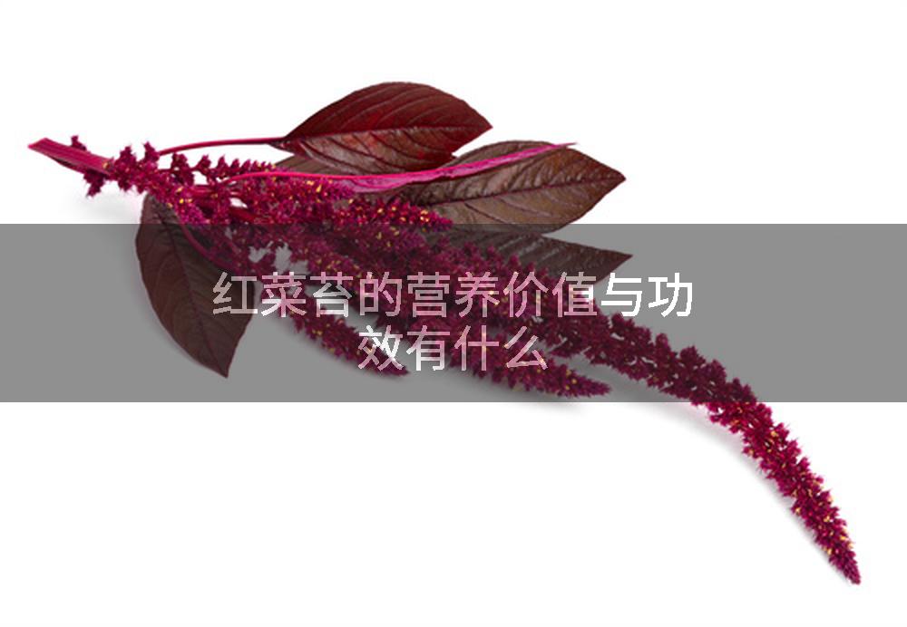 红菜苔的营养价值与功效有什么