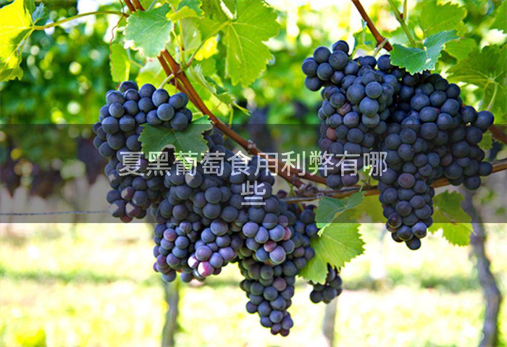 夏黑葡萄食用利弊有哪些