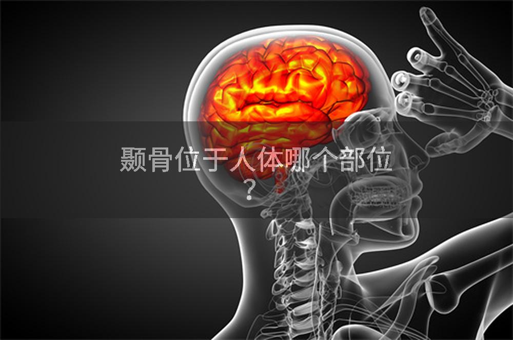 颞骨位于人体哪个部位？