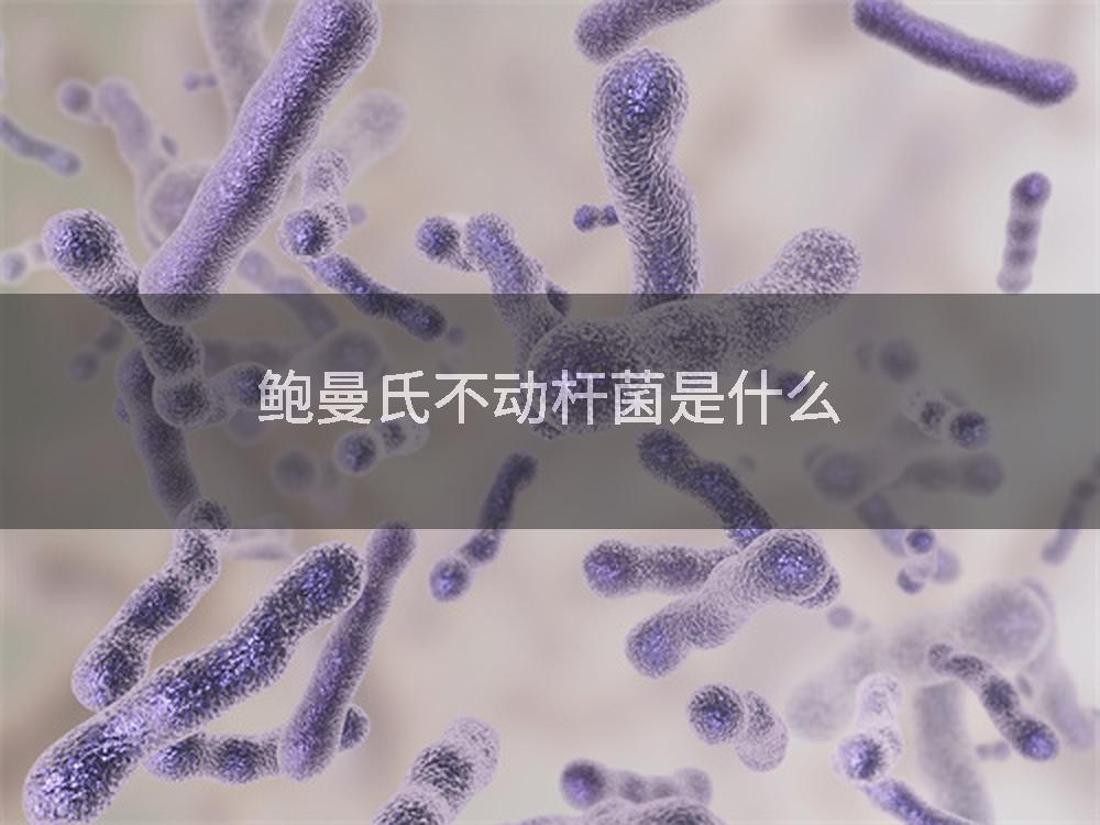 鲍曼氏不动杆菌是什么