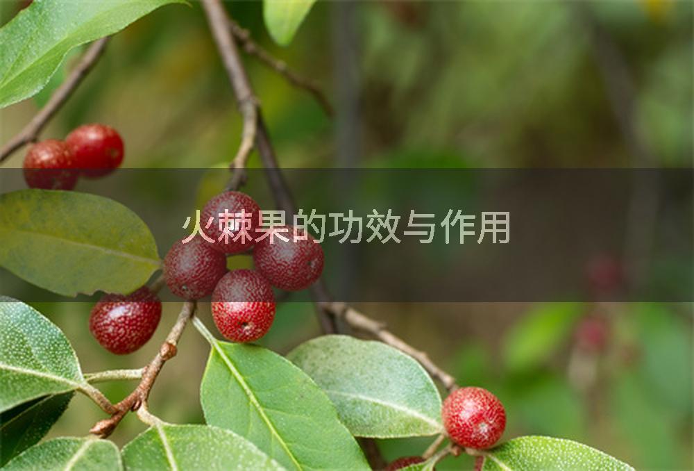 火棘果的功效与作用