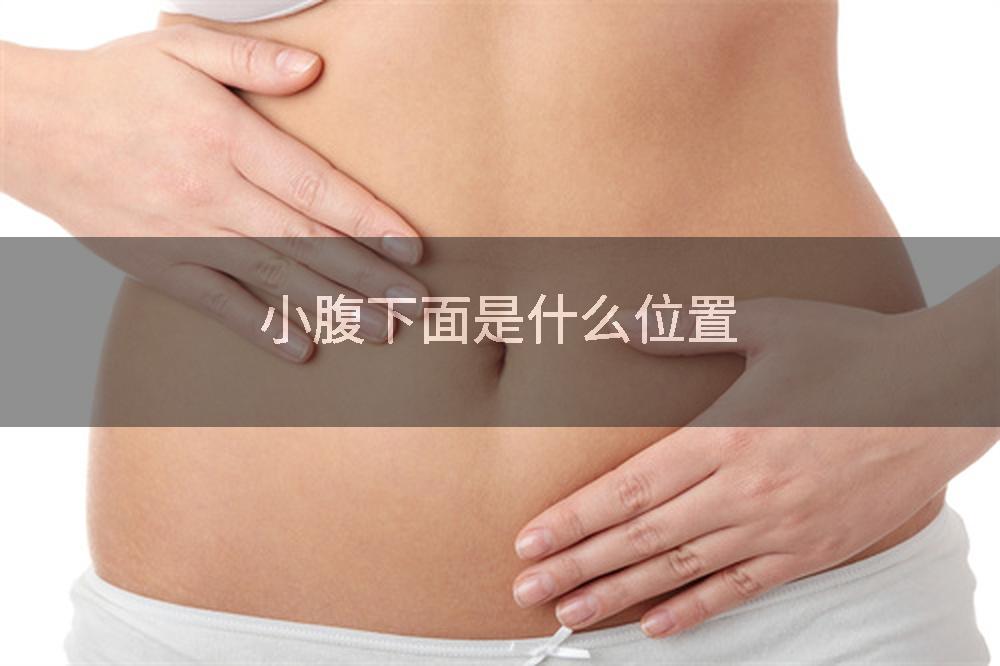 小腹下面是什么位置