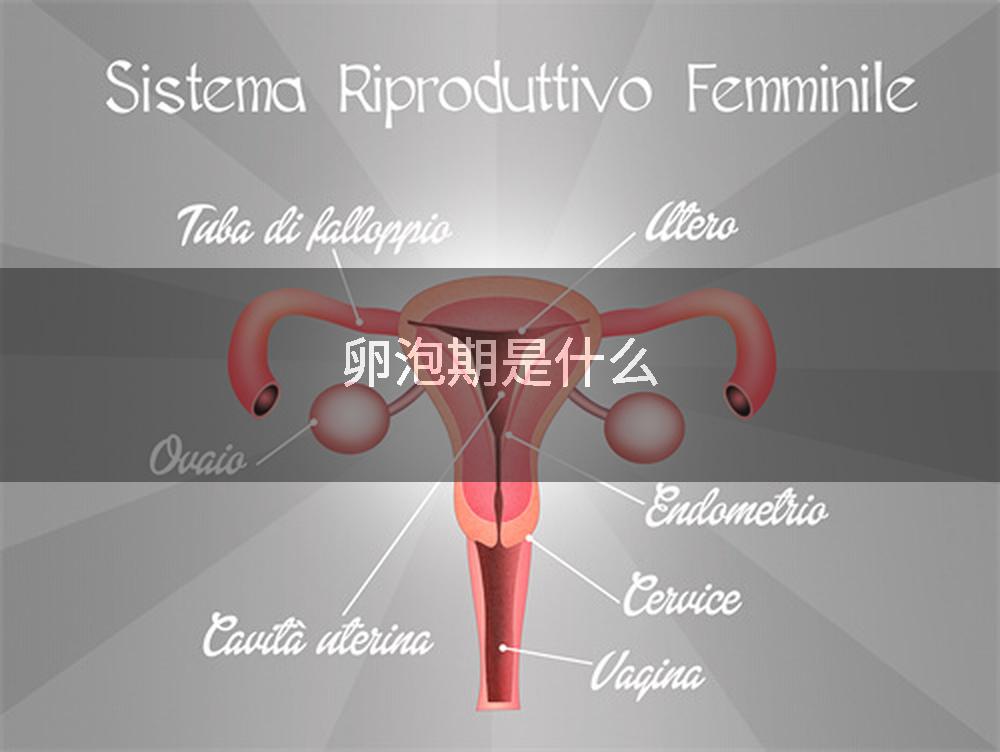 卵泡期是什么