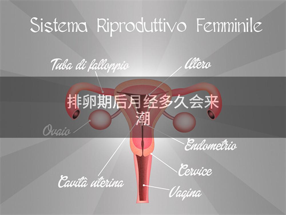 排卵期后月经多久会来潮