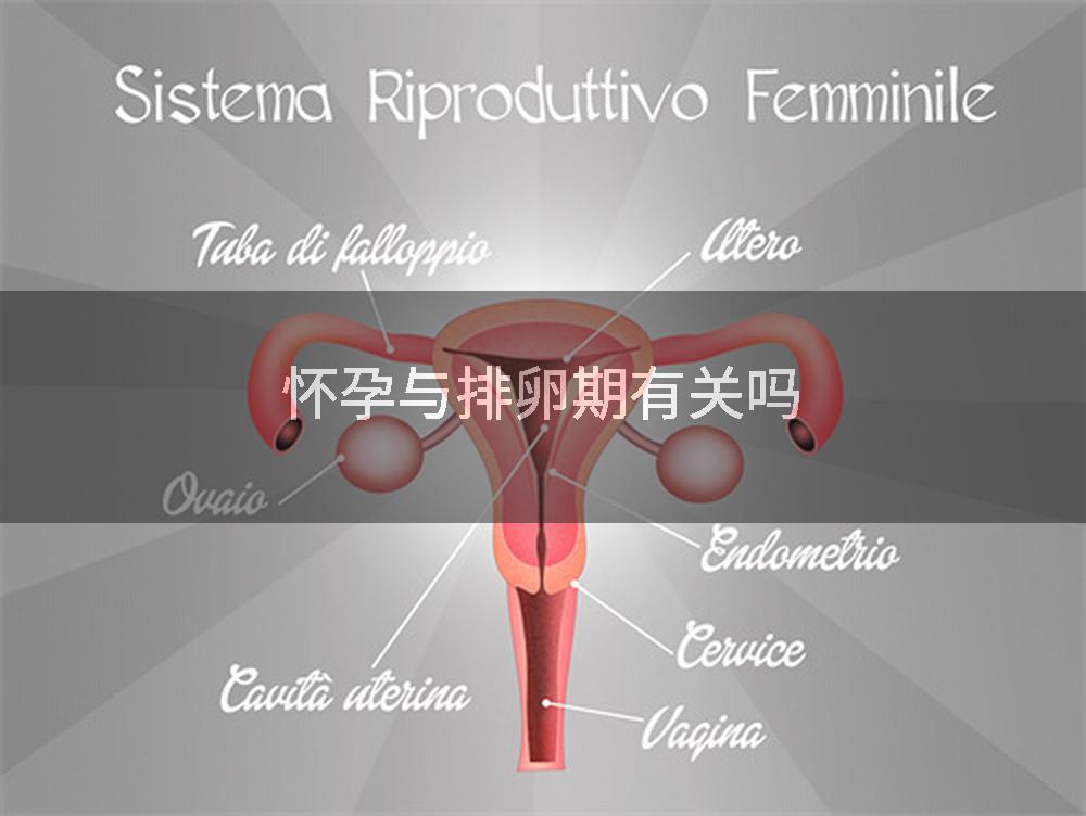 怀孕与排卵期有关吗
