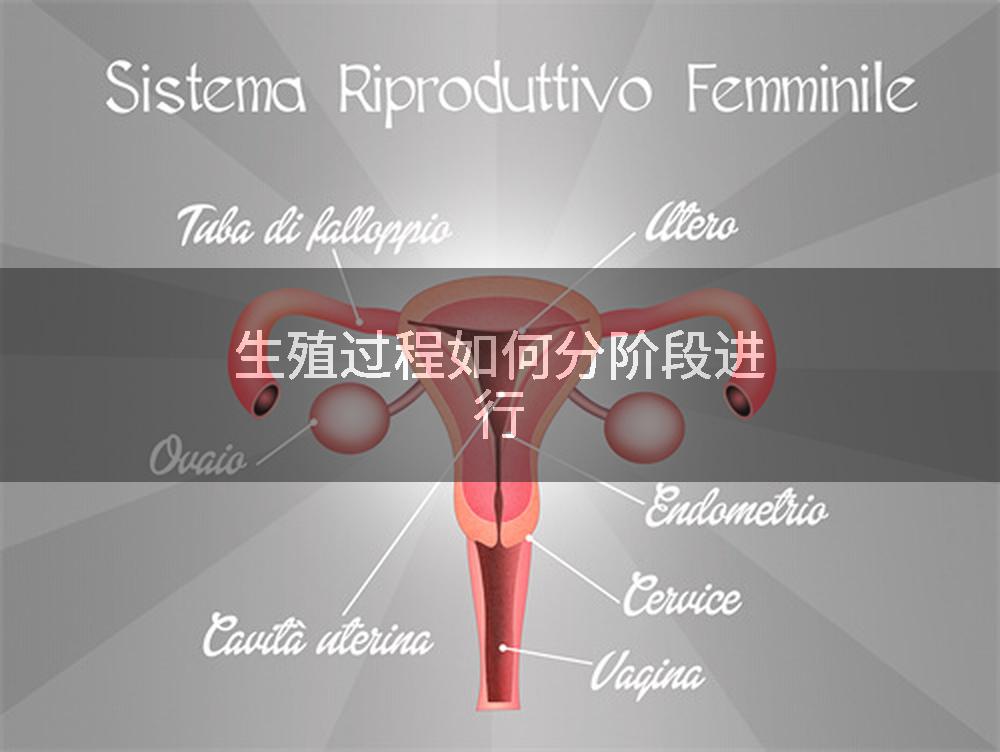 生殖过程如何分阶段进行