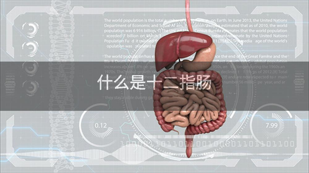 什么是十二指肠
