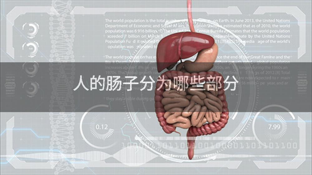 人的肠子分为哪些部分