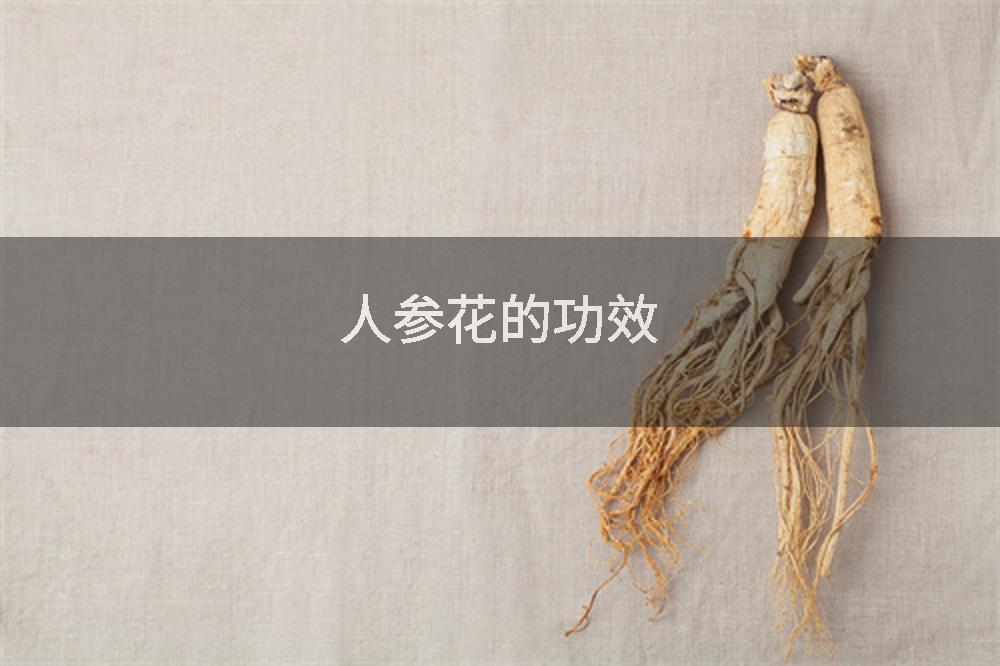 人参花的功效